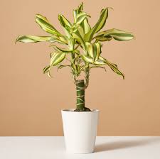 Image result for Dracaena fragrans