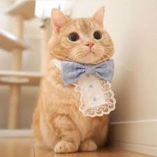 Whatttttttttt 3 3 3 Sevimli Kedi Yavrulari Sevimli Kediler Sevimli Hayvan Yavrulari