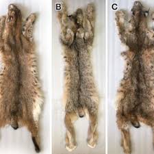 We did not find results for: Pdf Morphological And Craniodental Characterization Of Bobcat Canada Lynx Lynx Rufus L Canadensis F1 Hybrids From New Brunswick Canada