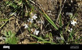 Image result for Diclis