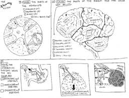 The Nervous System Coloring Sheet By Scientifically Speaking Is My Favorite Since this is a coloring if you decide to try to print a coloring printout, make sure that you plan on labeling each sheet correctly. the nervous system coloring sheet