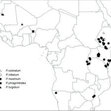 Image result for Panicum phragmitoides