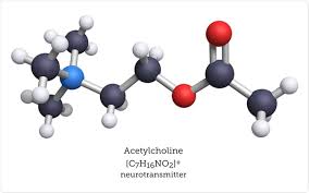 Neurotransmitters have a specific mechanism of action. What Is Acetylcholine