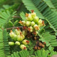 Image result for Libidibia coriaria