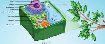 We did not find results for: Which Is The Outermost Layer Of The Plant Cell Quora