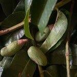 Image result for Canarium schweinfurthii