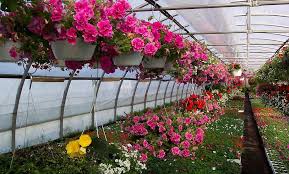 Leclerc Filles Fleur Fruits Legumes Fleurs Fruits Legumes