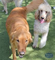 Maybe you would like to learn more about one of these? Pin On Life At Morris Animal Inn