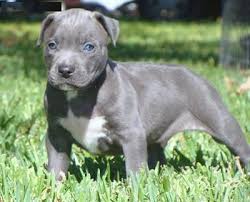 Black American Pit Bull Terrier Puppies Pretty Blue Eyed Blue Pittie Pitbull Puppies For Sale Pitbull Puppies Black Pitbull Puppies