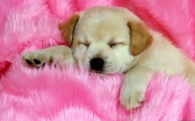 We hope you enjoy our growing collection of hd images to use as a background or home screen for your smartphone or computer. Cute Hd Wallpapers Top Free Cute Hd Backgrounds Wallpaperaccess