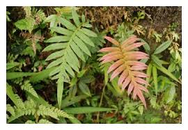 Image result for Blechnum