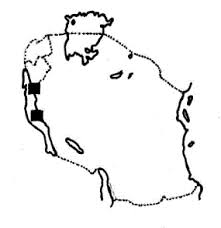 Image result for Ficus scassellatii