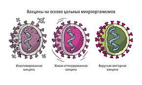 На самые важные вопросы, имеющиеся у жителей региона, отвечает главный эпидемиолог екатеринбурга александр харитонов. Razlichnye Tipy Vakcin Protiv Covid 19