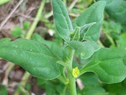 Image result for Tetragonia spicata