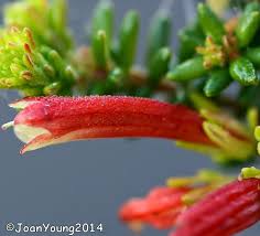 Image result for Hypertelis salsoloides