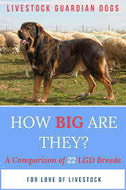 Pin On Dog Breeds