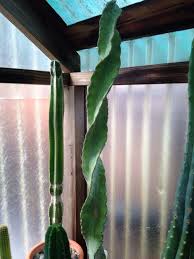 Your best source of information on the germination of seeds is 'seed germination, theory and time until germination average range of time to germinate is usually given in weeks. Spiral Peruvian Apple Cereus Peruvianus Spiralis Cereus Peruvianus Is Popular As A Landscaping Plant With Its Heavil Landscaping Plants White Flowers Plants