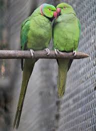 Check spelling or type a new query. Lovebirds 1080p 2k 4k 5k Hd Wallpapers Free Download Wallpaper Flare