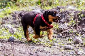 We did not find results for: How Much Does A Rottweiler Cost Puppy Prices Expenses