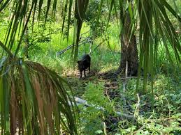 The trail offers a number of activity options and. Orlando Hiking Trails Black Bear Wilderness Area The Orlando Duo