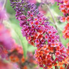 Pin By Jaime Dunn On Outdoor Living Biennial Plants Butterfly Bush Flowers Perennials