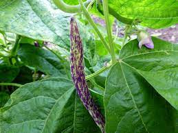 Dragon Tongue Bush Beans Garden Betty