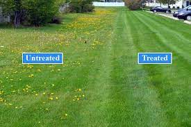 How to treat your lawn for weeds. 4 Ways Your Lawn Can Benefit From Ongoing Weed Control