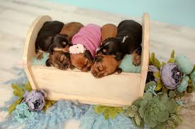 A dachshund can be a good fit for a novice owner as long as they attend obedience and puppy training classes. Adorable Dachshund Newborn Photo Shoot Laura Shockley Popsugar Pets