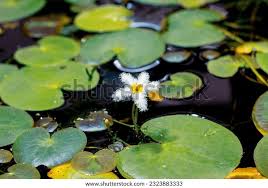 Image result for Nymphoides thunbergiana