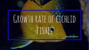 How Fast Do Cichlids Grow In Aquarium Exclusive Researched Information Aqua Life Expert