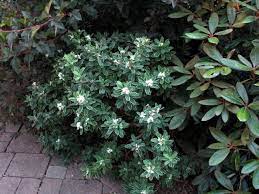 Winter daphne, scientifically known as daphne odora, and summer daphne, daphne transatlantica, are superstar flowering shrubs.the fragrant flowers of both fill the garden with intoxicating perfume. Daphne Summer Ice This Beautiful Shrub Has Lovely Dark Green Foliage That Has Wonderfully Fragrant Flowers Over A Blooming Day Daphne Plant Fragrant Flowers