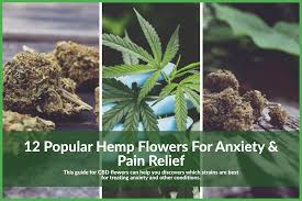 They contain 1 gram of up to 16% cbd and less than.3% thc. 12 Popular Hemp Flowers For Anxiety Pain Smokable Herbs