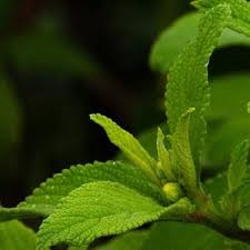 Image result for Lippia abyssinica