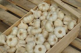 Cara menanam daun bawang, baca di sini caranya. Cara Mengendalikan Penyakit Pada Bawang Putih Dengan Mudah