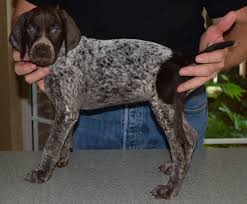 Only guaranteed quality, healthy puppies. Home German Shorthaired Pointer Puppies