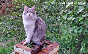 guzel kedim duman guzel kediler kedi fotograf