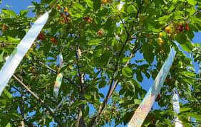 We did not find results for: How To Keep Birds Away From Fruit Trees Big Blog Of Gardening