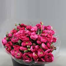 Image result for Ranunculus