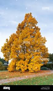Image result for Liriodendron tulipifera