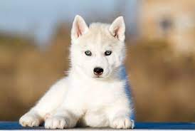 Best Quality Siberian Husky Puppies For Sale Singapore February 2022