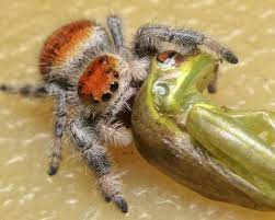Spider that mimics ants to eat ants! Tiny Spiders Devour Lizards Three Times Their Size