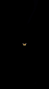 Butterfly Wallpaper Black Aesthetic Wallpaper Cute Black Wallpaper Black Background Wallpaper