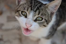 Kedi Hayvan Tatli Pixabay De Ucretsiz Fotograf