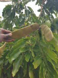 Image result for Isoberlinia