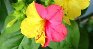 Every bloom is unique, with 4 colors vying for attention! Mirabilis Jalapa Care Learn Tips On Growing 4 O Clock Flowers Plant Clock Flower Flowers 4 Oclock Flowers