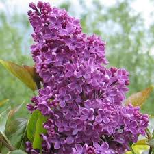 We did not find results for: Syringa Vulgaris Souvenir De Louis Spaeth Purple Lilac Trees