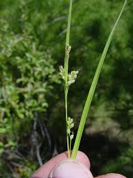 Image result for Carex angolensis