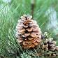 Create Your Own Pine Centerpiece w/ Angel Vines event image