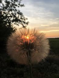 Check out this fantastic collection of cute dandelion wallpapers, with 49 cute. Hd Wallpaper Sunrise Sunset Sky Plant Dandelion Beauty In Nature Fragility Wallpaper Flare