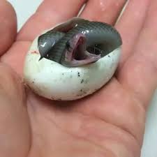 Baby Mulga Aka King Brown Snake Taking Its First Breath Thanks To Australia Aka A Baby Snakes Snake Cute Snake